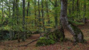 Monte hijedo es uno de los bosques caducifolios más extenso y mejor conservado de toda la provincia de Burgos