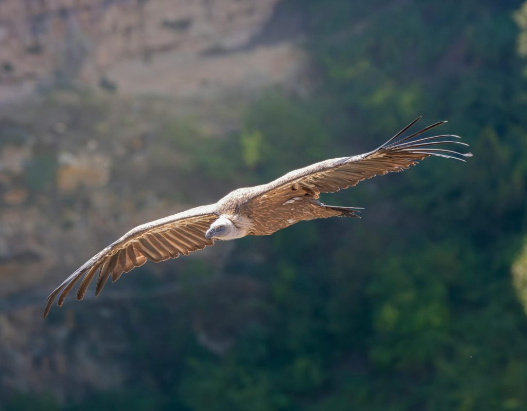 A Griffon Vulture soaring gracefully over a lush canyon landscape on a sunny day.