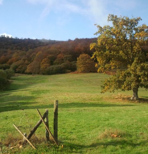 hayedo de Carrales desde casa rural La Toba